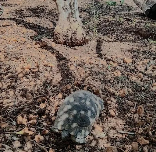 Boyzianas Appartamento